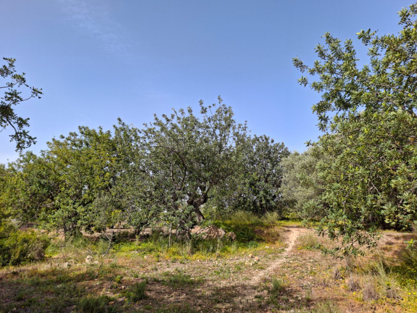 Parcela única en Altea