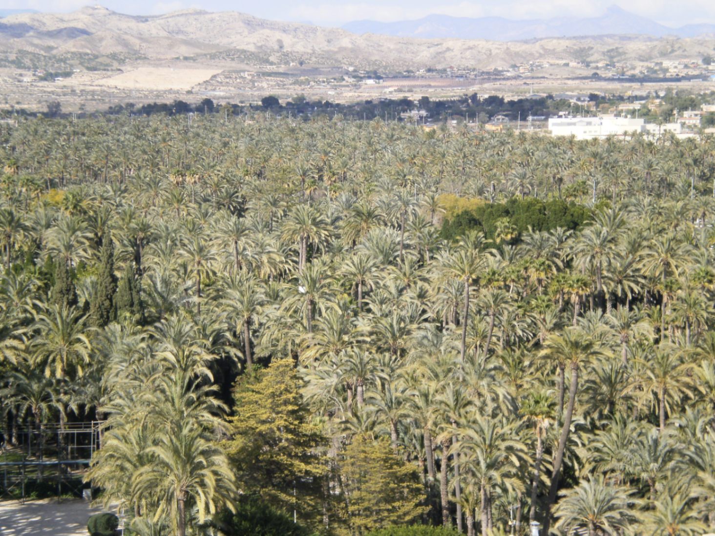 Local comercial de 1.150m² en Elche con alquiler consolidado