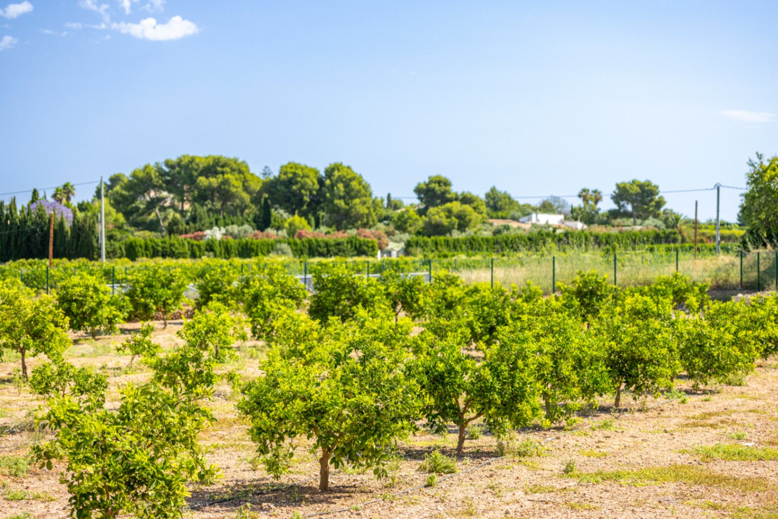 Tu vida española bajo el sol mediterráneo
