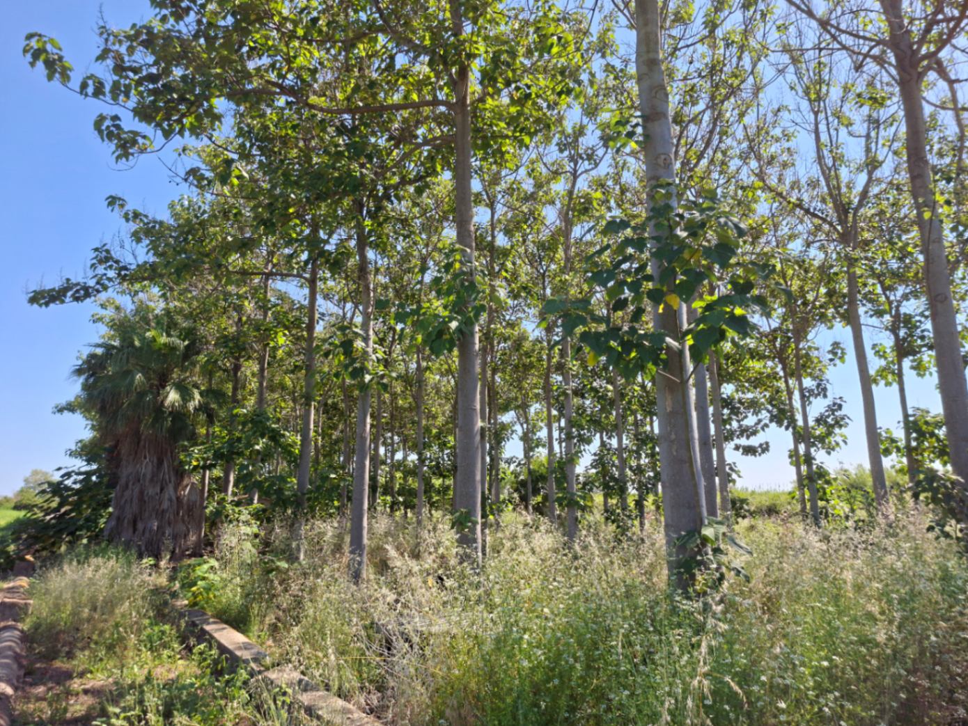 Finca rústica en Pego: naturaleza, sosiego y un huerto por descubrir