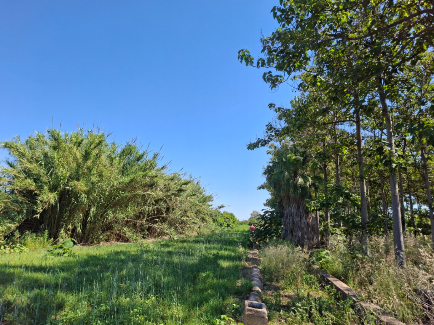Finca rústica en Pego: naturaleza, sosiego y un huerto por descubrir