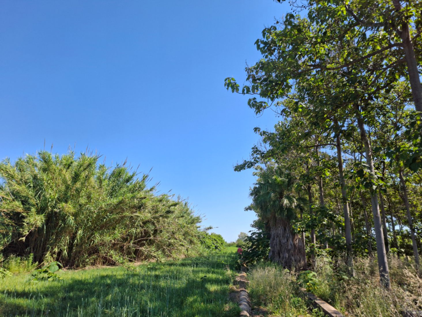 Finca rústica en Pego: naturaleza, sosiego y un huerto por descubrir