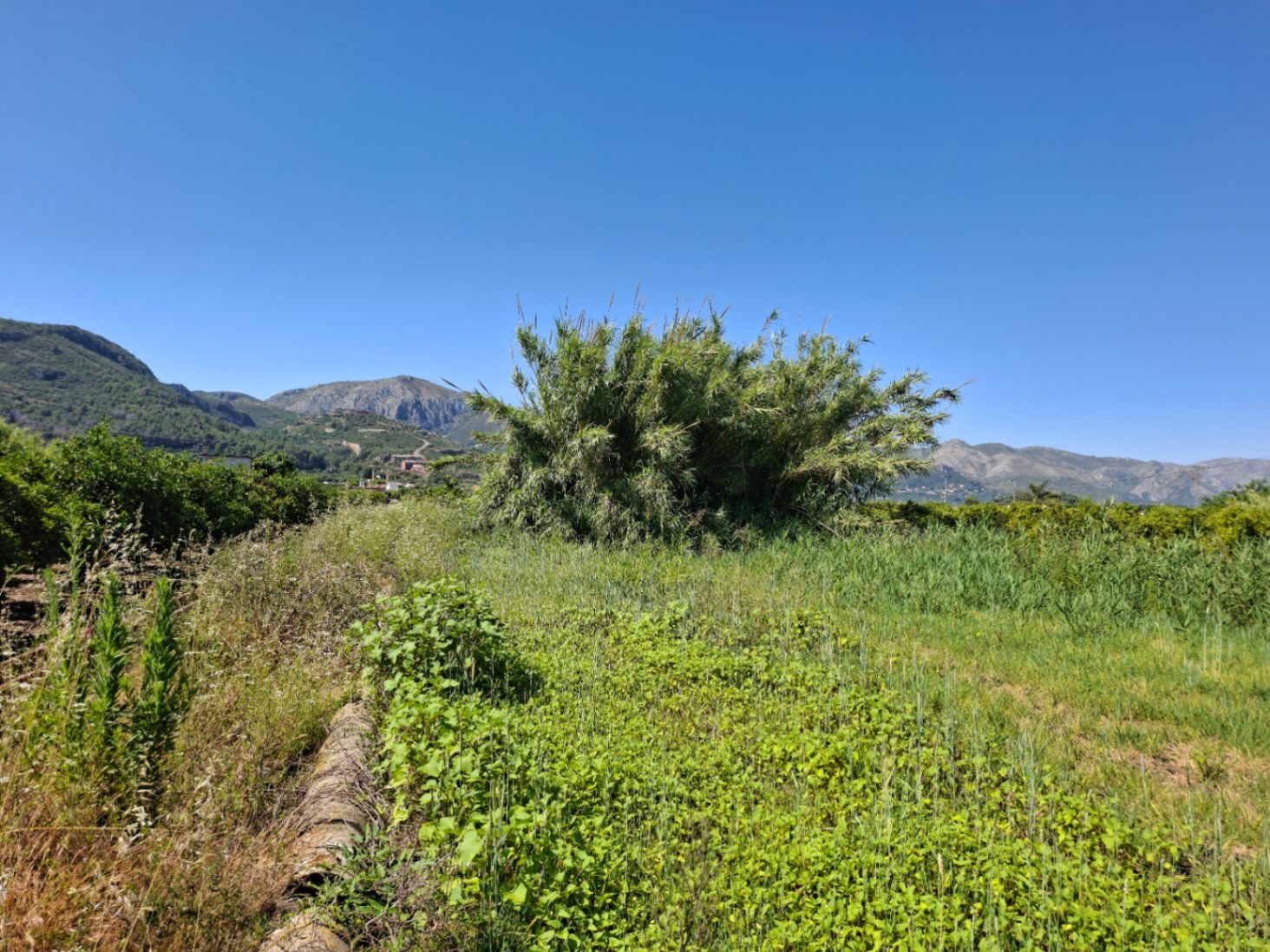 Finca rústica en Pego: naturaleza, sosiego y un huerto por descubrir