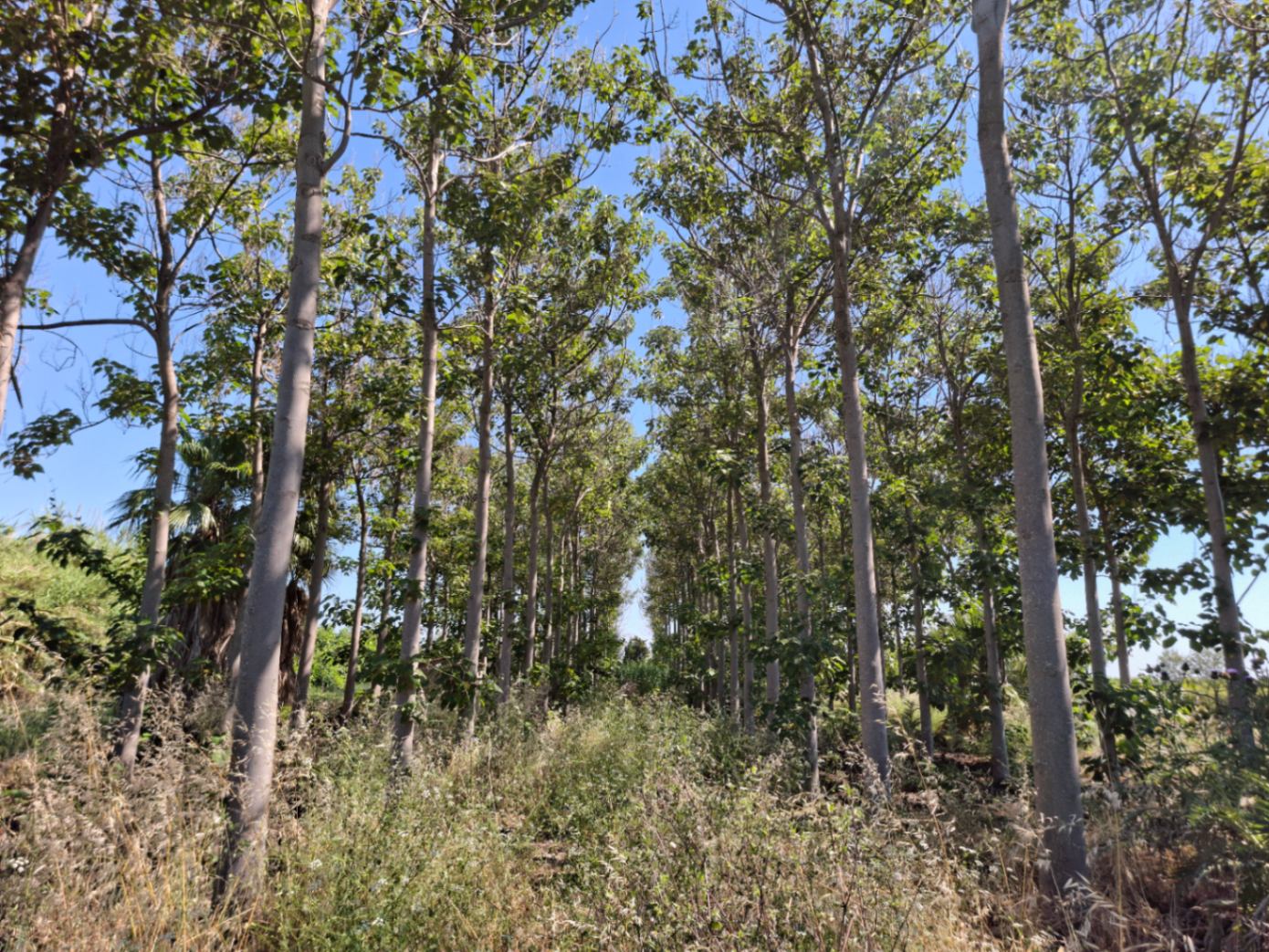 Finca rústica en Pego: naturaleza, sosiego y un huerto por descubrir