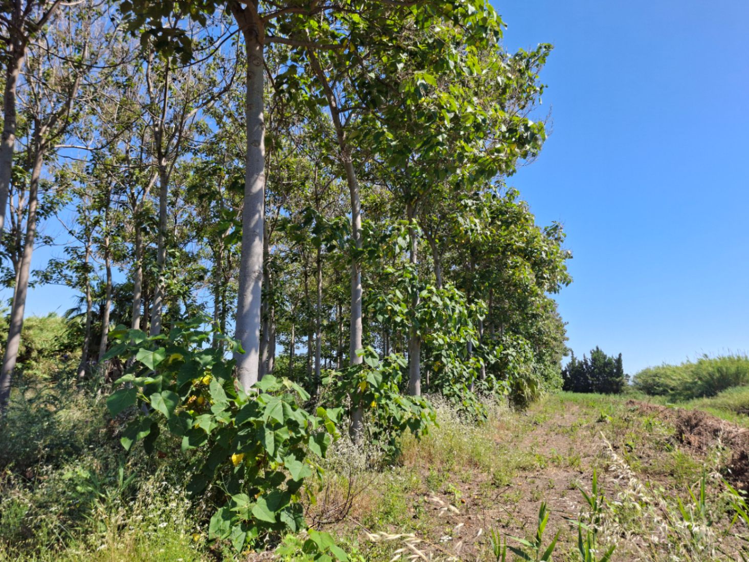 Finca rústica en Pego: naturaleza, sosiego y un huerto por descubrir