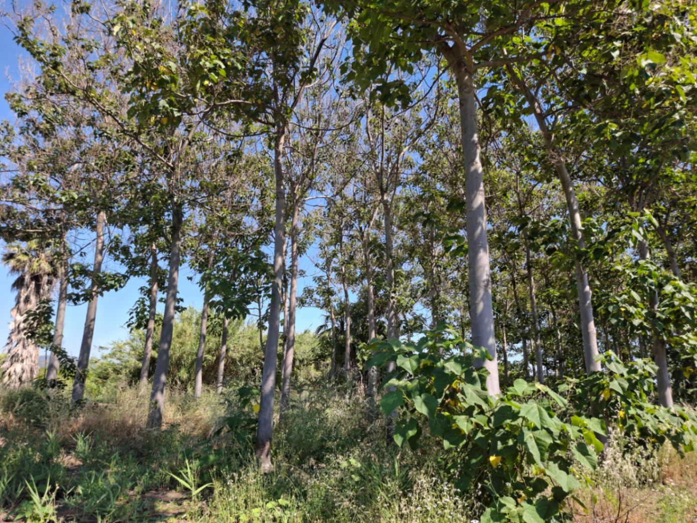 Finca rústica en Pego: naturaleza, sosiego y un huerto por descubrir