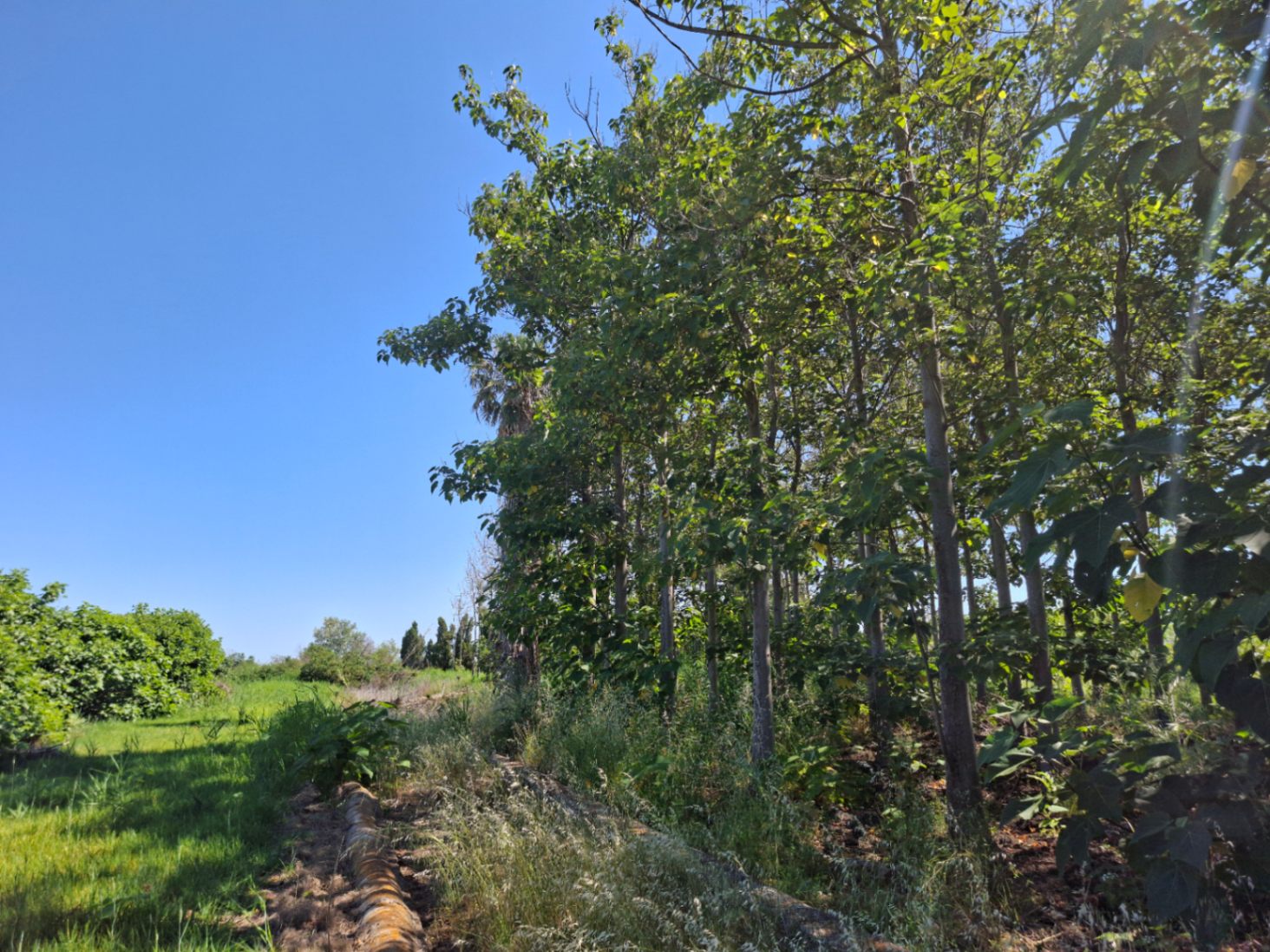 Finca rústica en Pego: naturaleza, sosiego y un huerto por descubrir