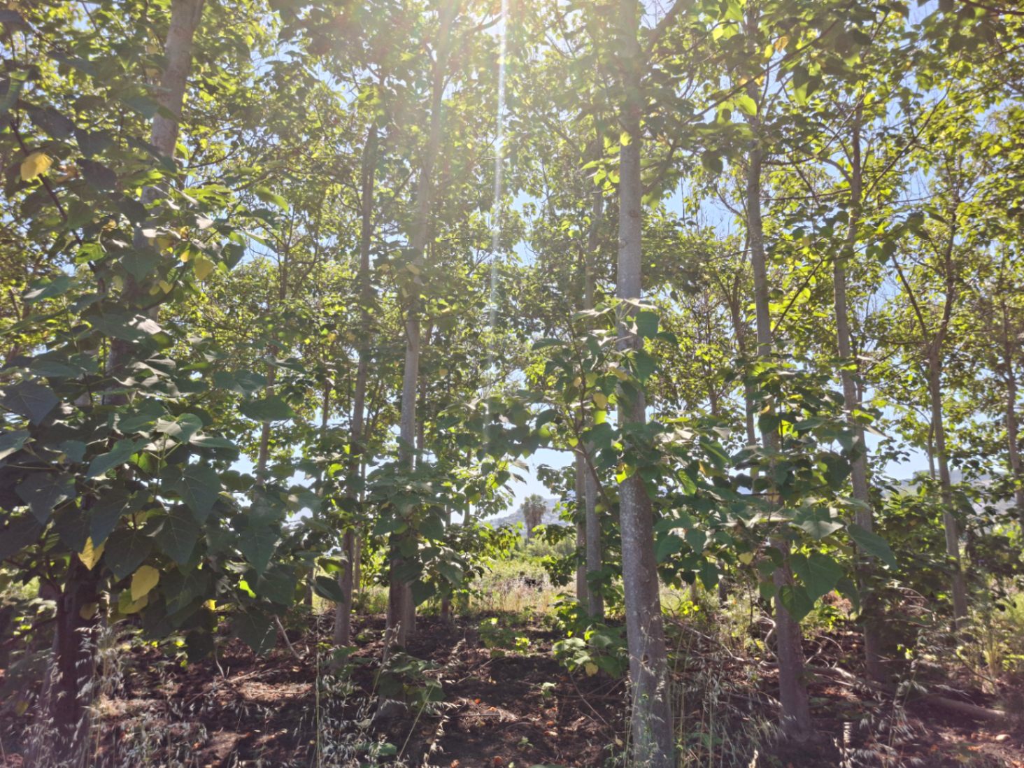 Finca rústica en Pego: naturaleza, sosiego y un huerto por descubrir