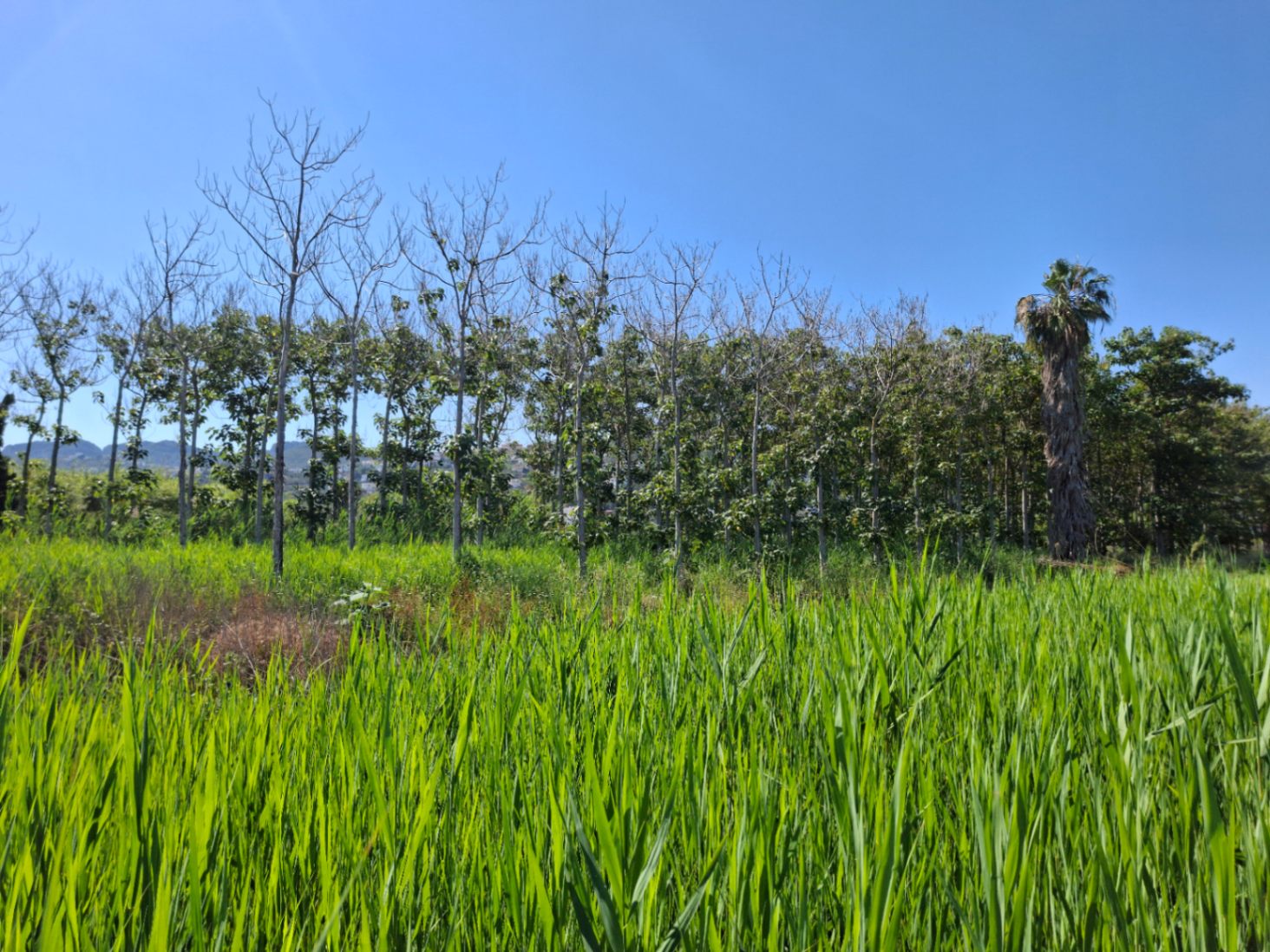 Finca rústica en Pego: naturaleza, sosiego y un huerto por descubrir