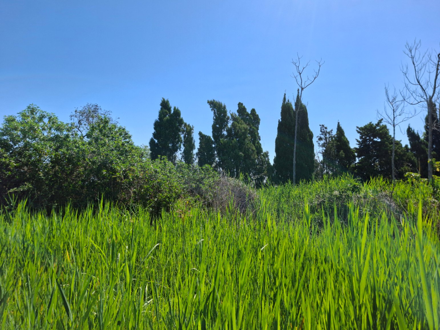 Finca rústica en Pego: naturaleza, sosiego y un huerto por descubrir