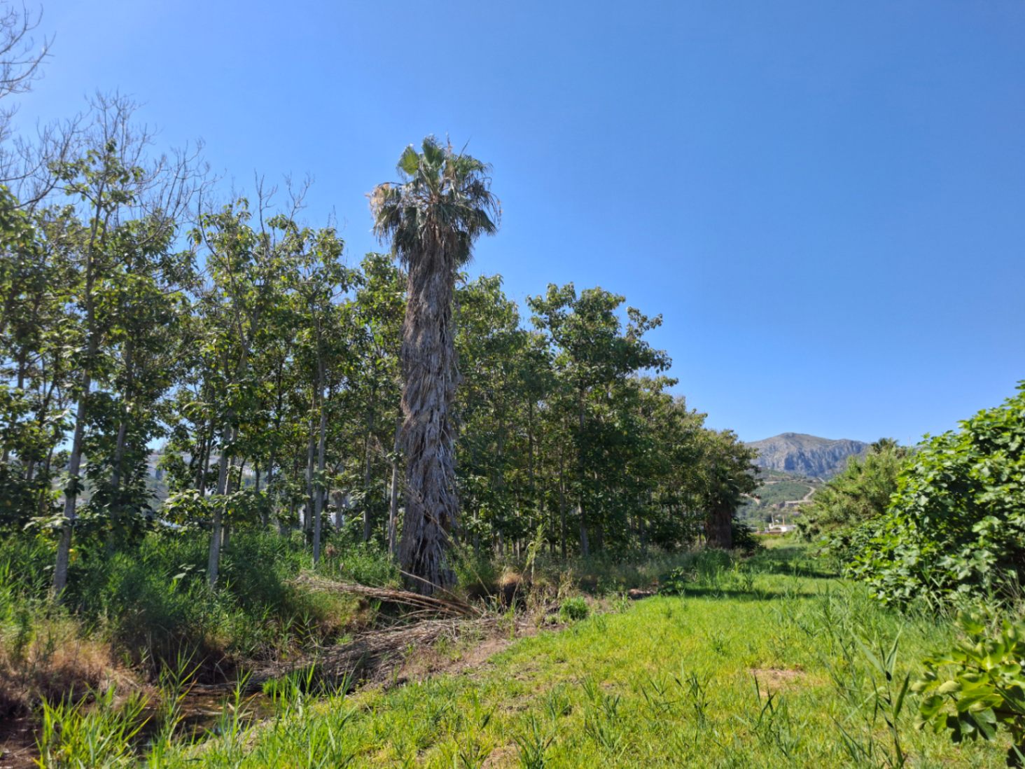Finca rústica en Pego: naturaleza, sosiego y un huerto por descubrir