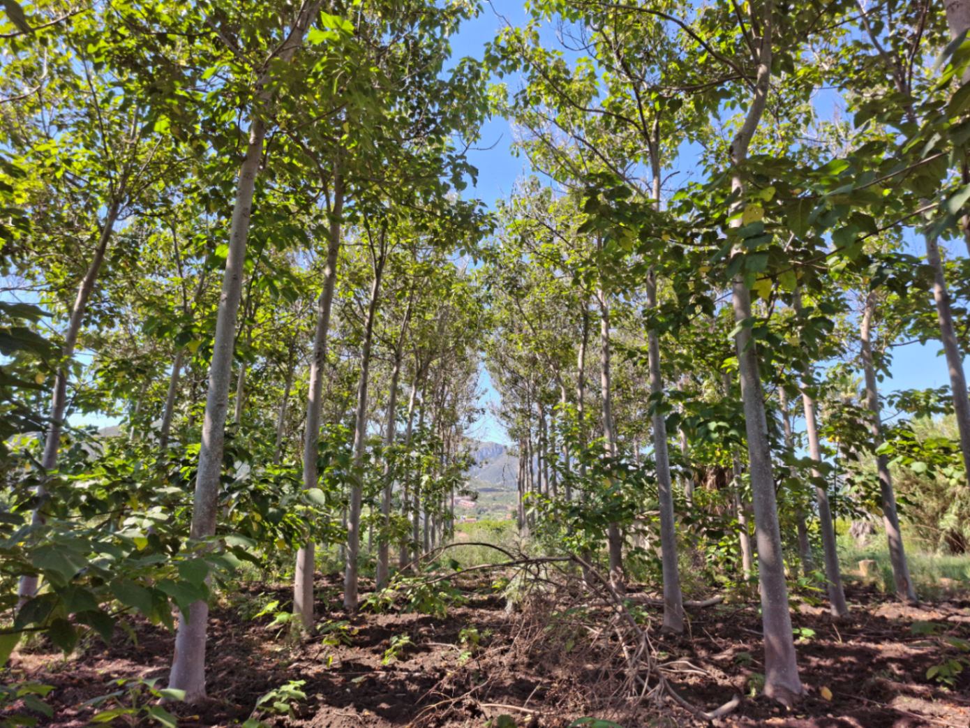 Finca rústica en Pego: naturaleza, sosiego y un huerto por descubrir
