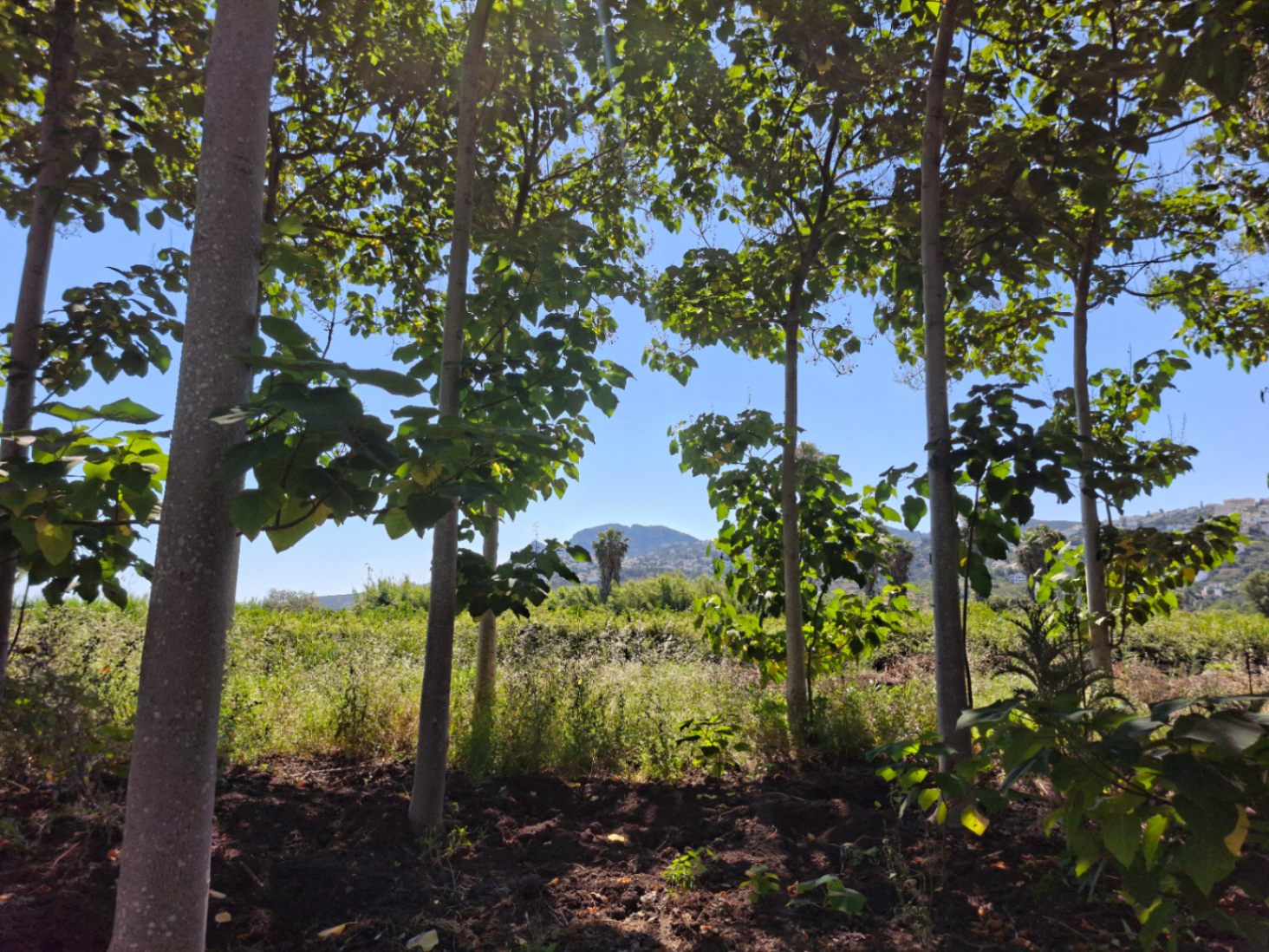 Finca rústica en Pego: naturaleza, sosiego y un huerto por descubrir