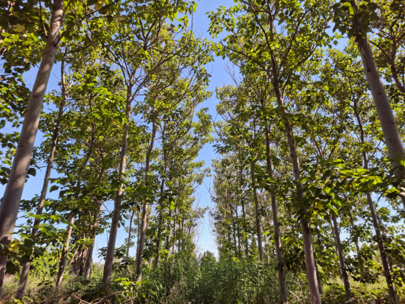 Finca rústica en Pego: naturaleza, sosiego y un huerto por descubrir