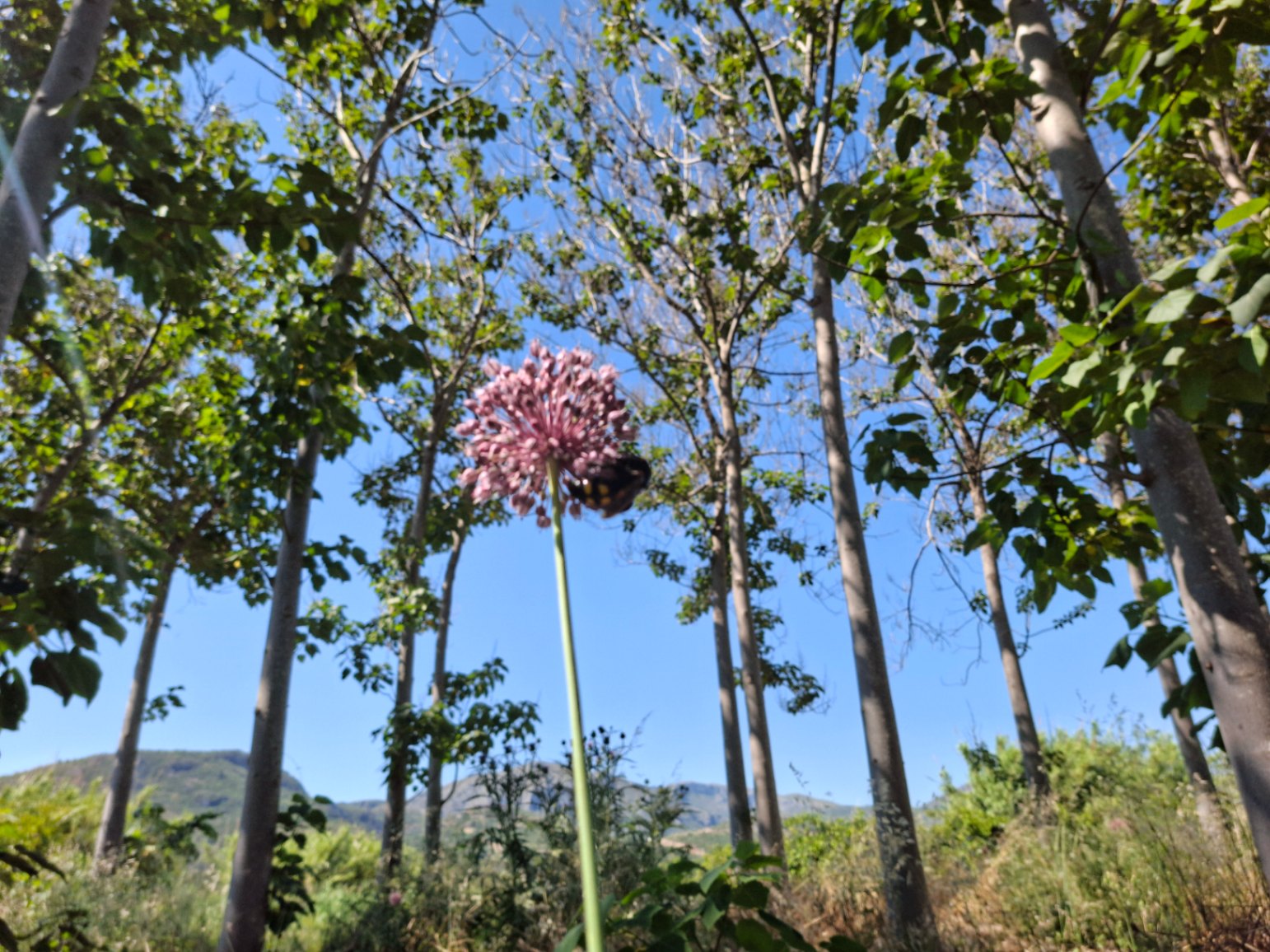 Finca rústica en Pego: naturaleza, sosiego y un huerto por descubrir